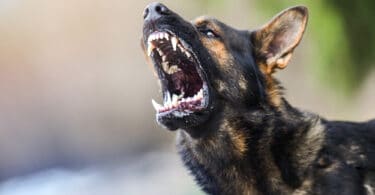 Cachorro Pastor Alemão preto com cara de bravo latindo para o alto