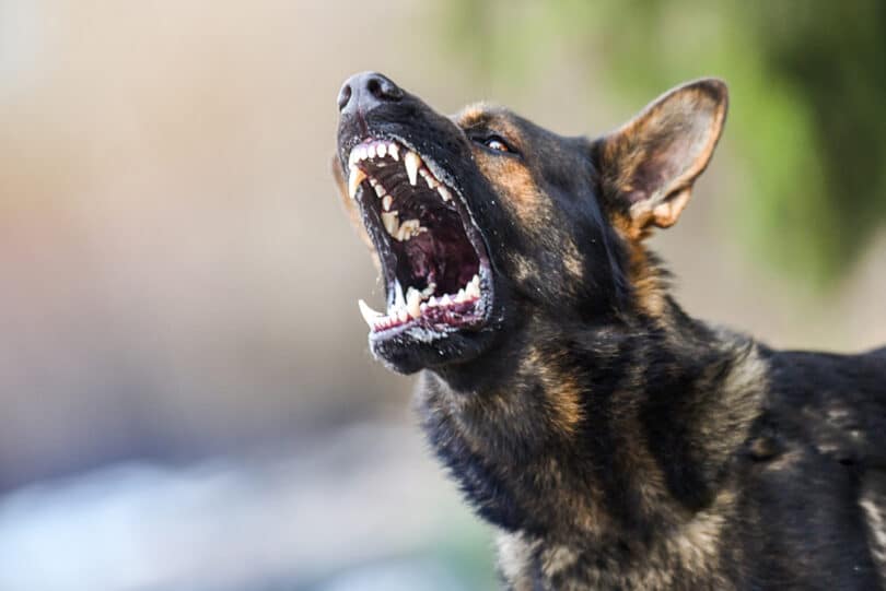 Cachorro Pastor Alemão preto com cara de bravo latindo para o alto