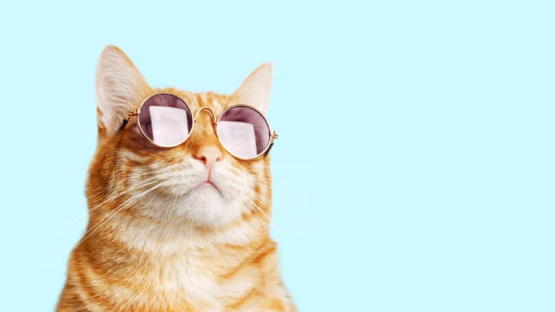 Um gato laranja utilizando óculos.