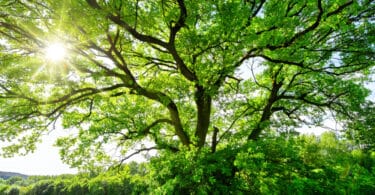 Uma grande árvore e a luz solar incidindo sobre as suas folhas.