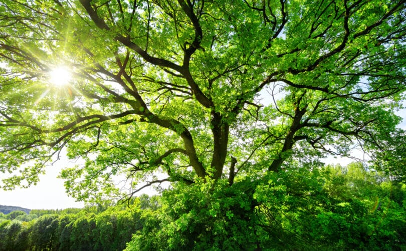 Uma grande árvore e a luz solar incidindo sobre as suas folhas.