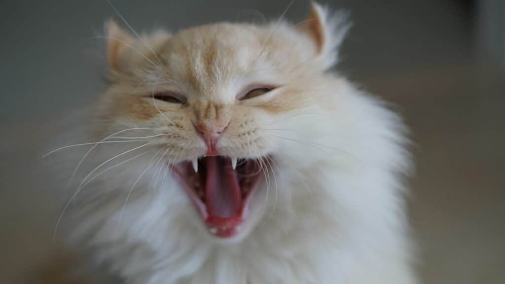 Um gato bocejando.