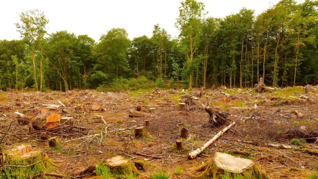 Uma floresta parcialmente desmatada.