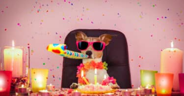 Cachorro com óculos escuros e comemorando festa de aniversário com bolo