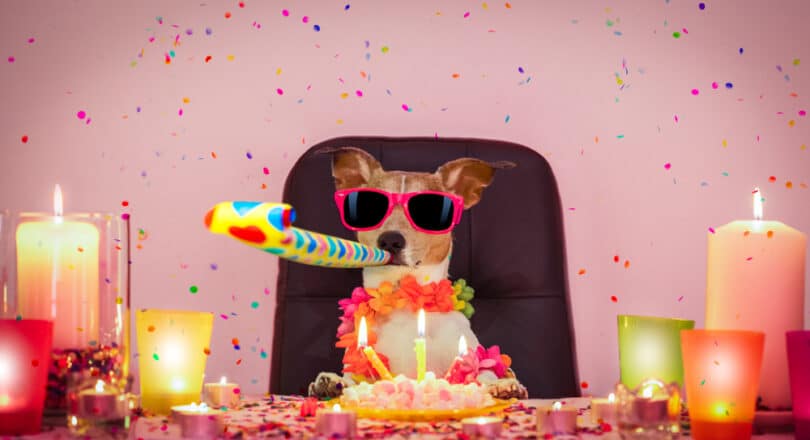 Cachorro com óculos escuros e comemorando festa de aniversário com bolo
