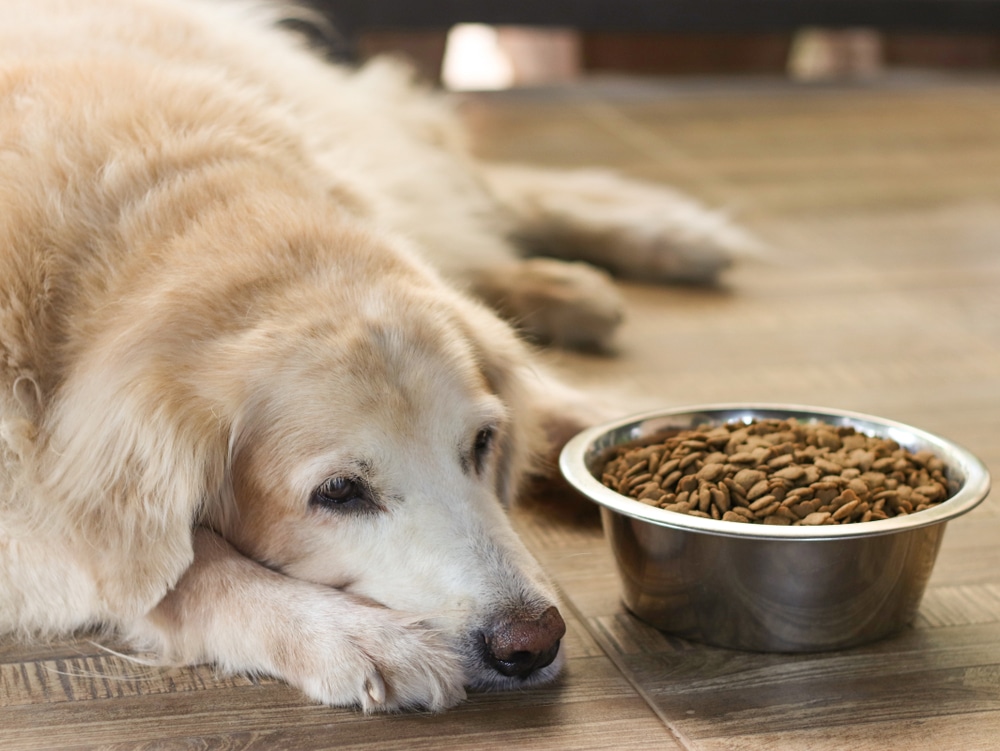 Cachorro de grande porte deitado no chão, com feição triste, ao lado de pote cheio de comida.