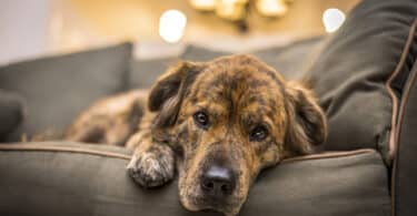 Cachorro marrom e preto com a cabeça encostada no braço do sofá, deitado, e expressão de tristeza