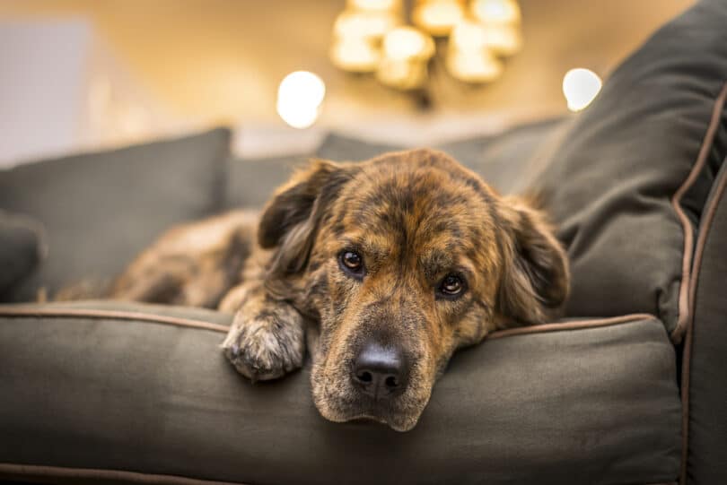 Cachorro marrom e preto com a cabeça encostada no braço do sofá, deitado, e expressão de tristeza