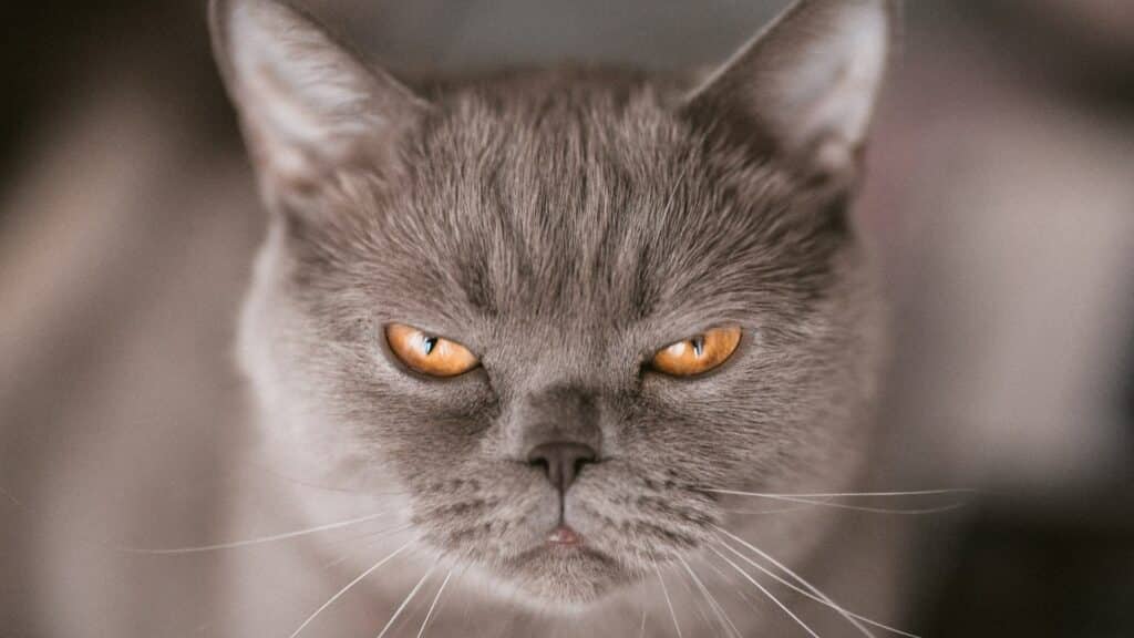 Um gato prateado com semblante raivoso.
