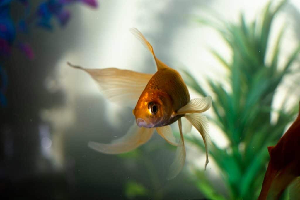 Peixe laranja brilhante nadando no aquario