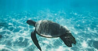 Tartaruga nadando no mar azul