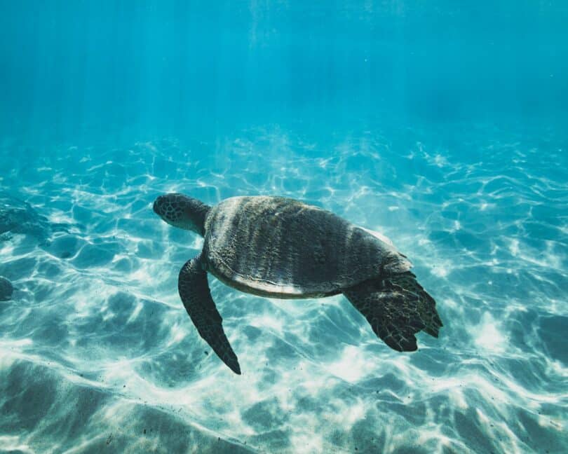 Tartaruga nadando no mar azul