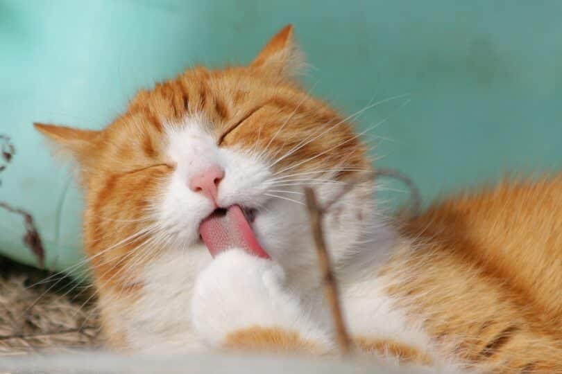 Gato laranja lambendo pata