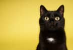 Gato preto com olhos amarelos e macha branca no peito.