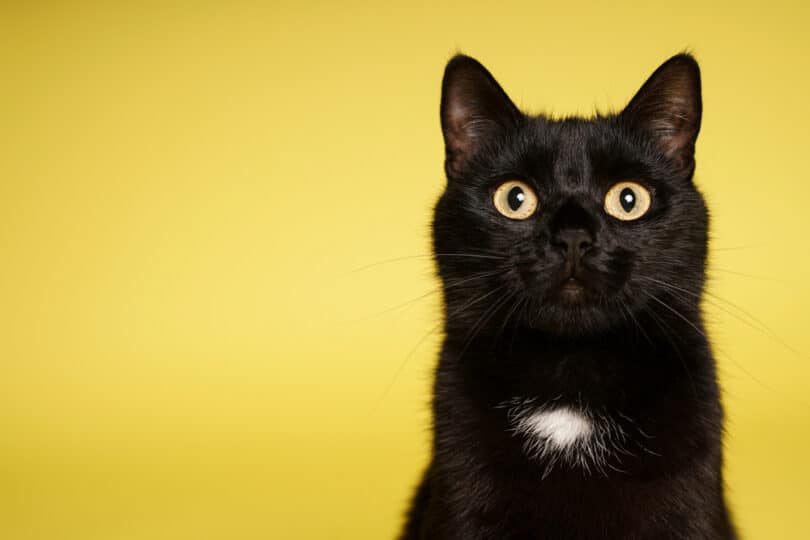 Gato preto com olhos amarelos e macha branca no peito.