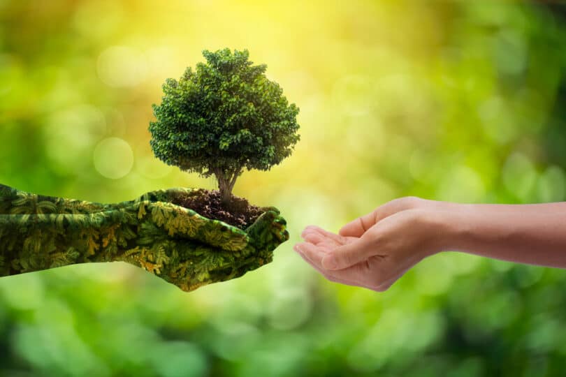 Mão de menina segurando uma árvore crescendo em um fundo verde.