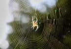 Blurred silhouette of a spider in a web on a blurred natural green background. Selective focus. High quality photo