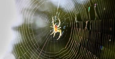 Blurred silhouette of a spider in a web on a blurred natural green background. Selective focus. High quality photo