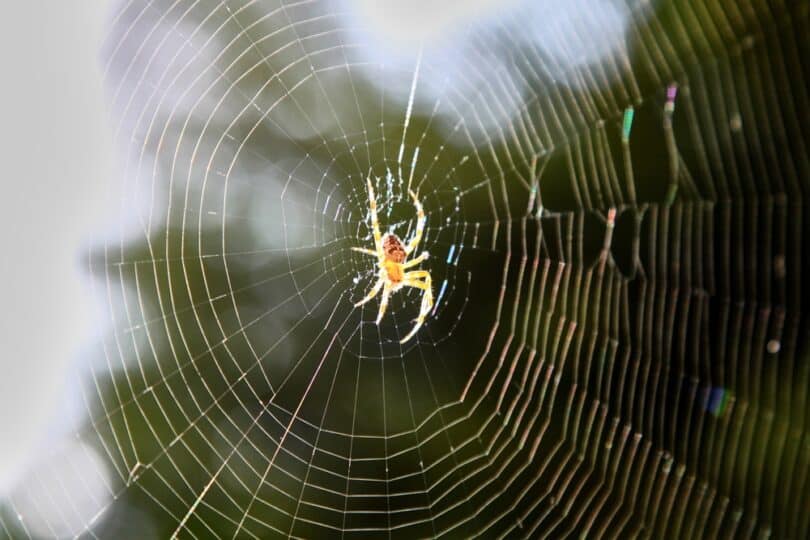 Blurred silhouette of a spider in a web on a blurred natural green background. Selective focus. High quality photo