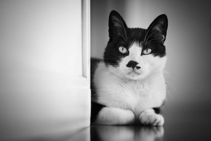 Gato preto e branco encarando a câmera