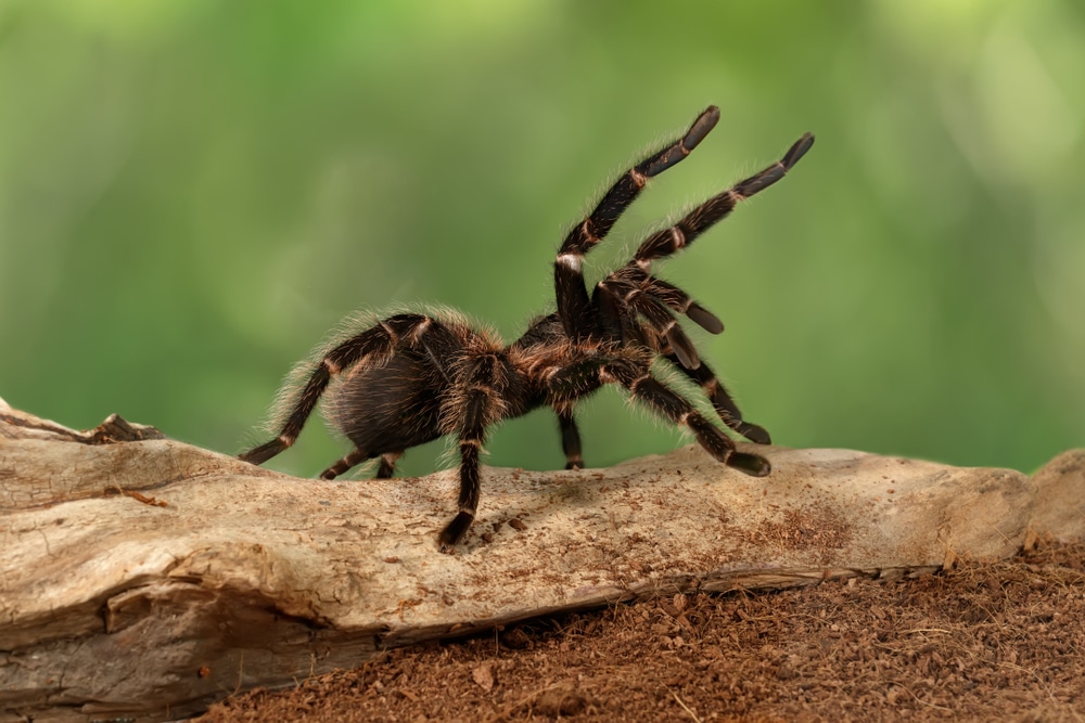 Significado de sonhar com aranha - Sonhos Angels