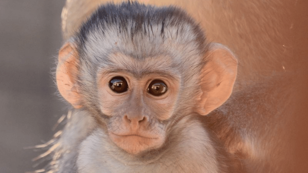 Filhote de macaco olhando para a câmera.