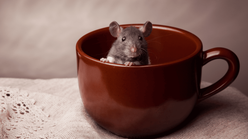 Rato cinza com detalhes em branco dentro de uma caneca.
