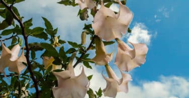 Flores Trombeta-de-Anjo brancas, com o céu azul ao fundo.