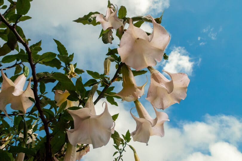 Flores Trombeta-de-Anjo brancas, com o céu azul ao fundo.