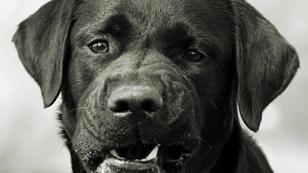 Foto de um cachorro preto bravo, olhando para frente