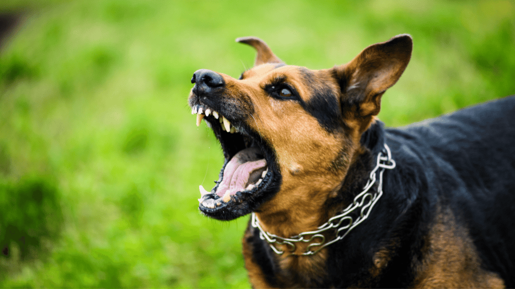 Cachorro latindo com expressão de bravo