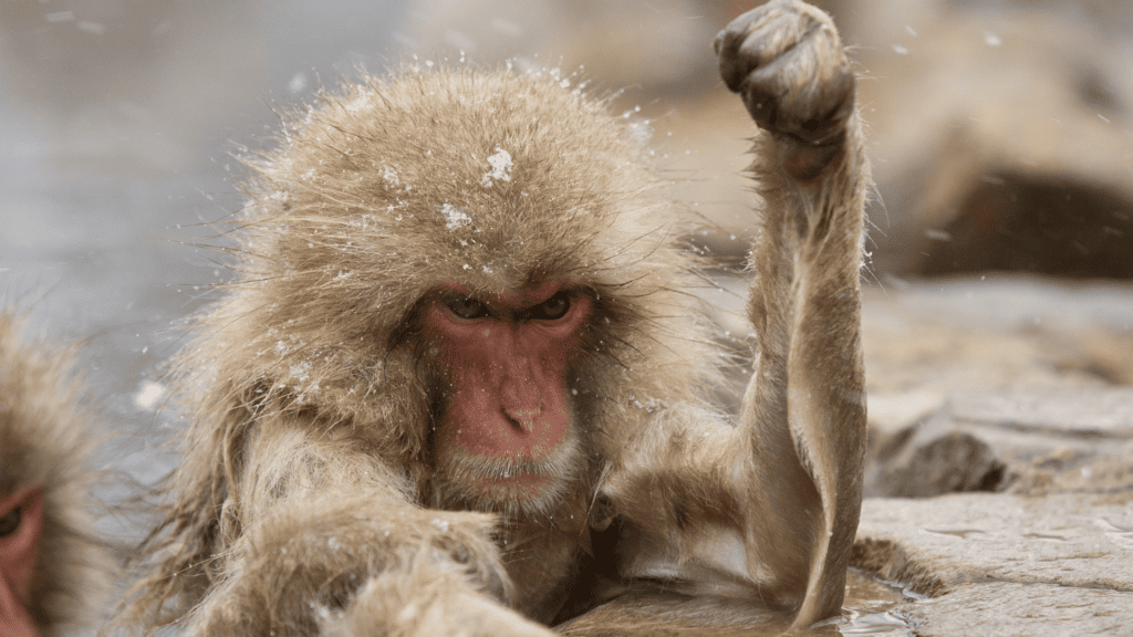 Macaco com a pata levantada e expressão de bravo.