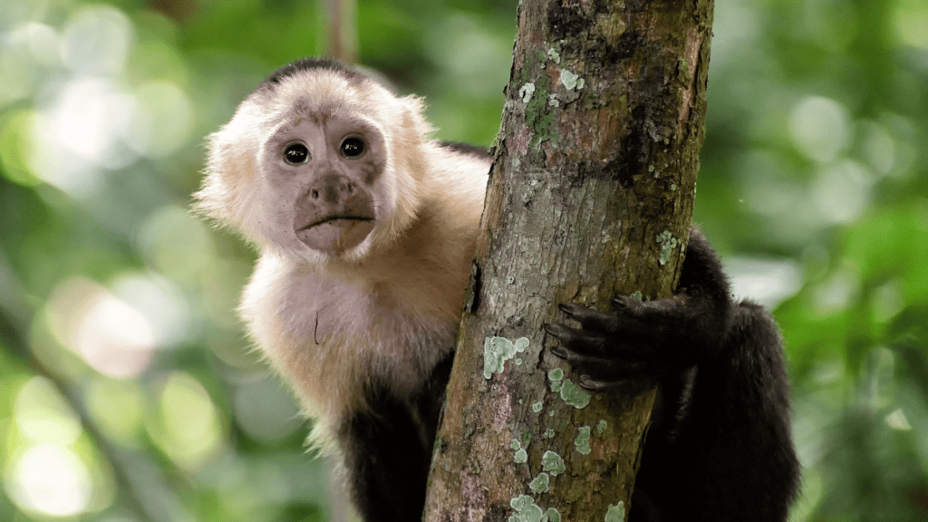 Macaco segurando num galho de árvore