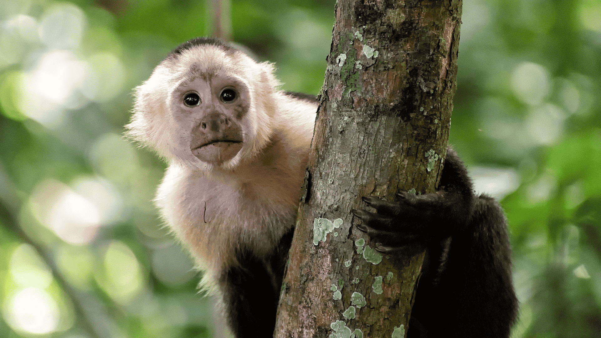 ➤ Sonhar Com Macaco Branco - O Verdadeiro Significado