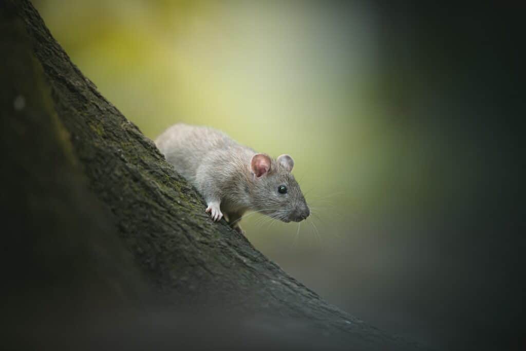 Rato cinza pequeno em uma árvore.