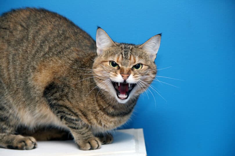 Acostumbrar Contratar plataforma Descubra o significado de sonhar com gato atacando