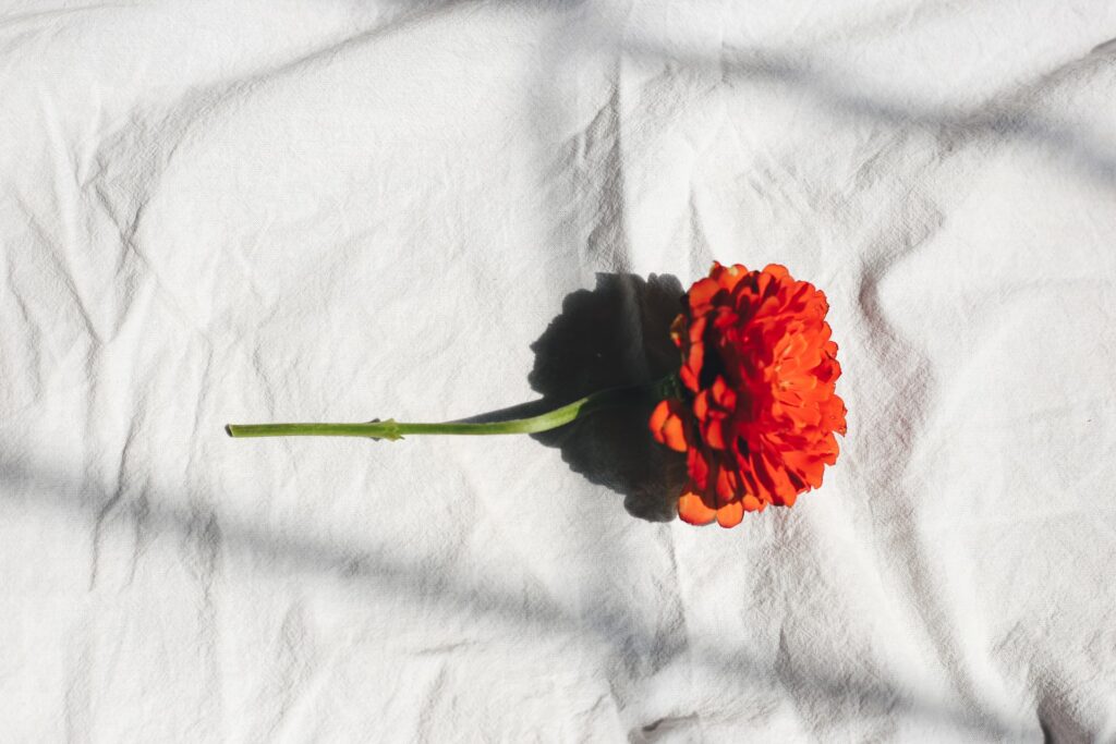 Uma flor vermelha em um pano branco.
