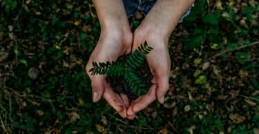 Mãos femininas segurando um punhado de terra com uma pequena planta bem esverdeada.