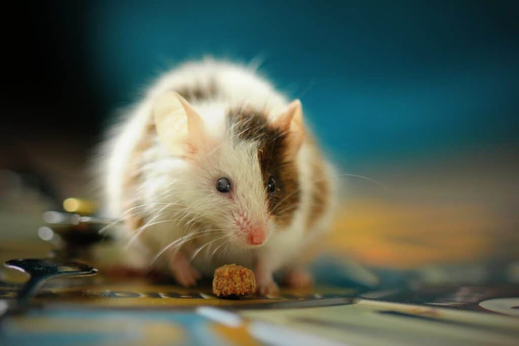 Rato de duas cores comendo uma espécie de grão. Ao seu lado, repousa uma colher.