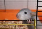 Pequeno rato cinza em uma gaiola.