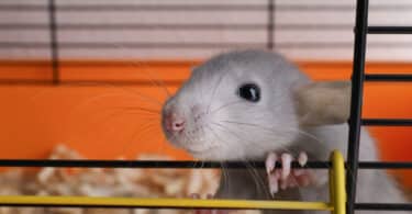 Pequeno rato cinza em uma gaiola.