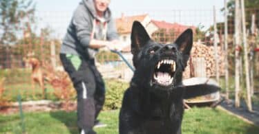 Cão grande sendo segurado em uma coleira enquanto late ferozmente