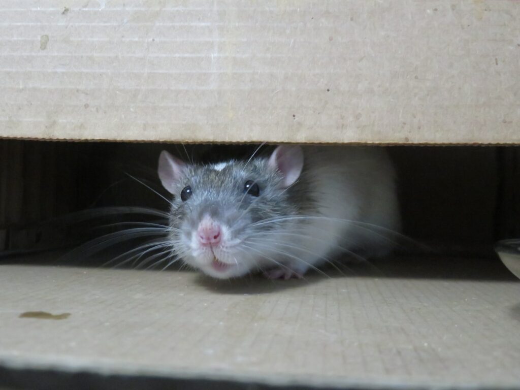 Rato cinza brincando em uma caixa de papelão.