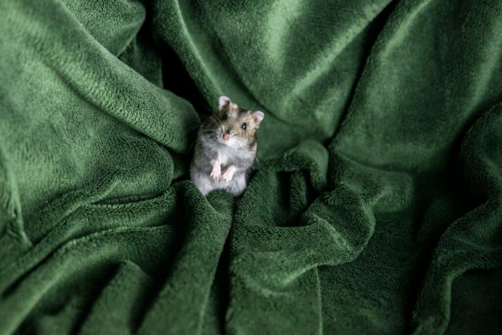 Pequeno rato em pé sobre cobertas esverdeadas.