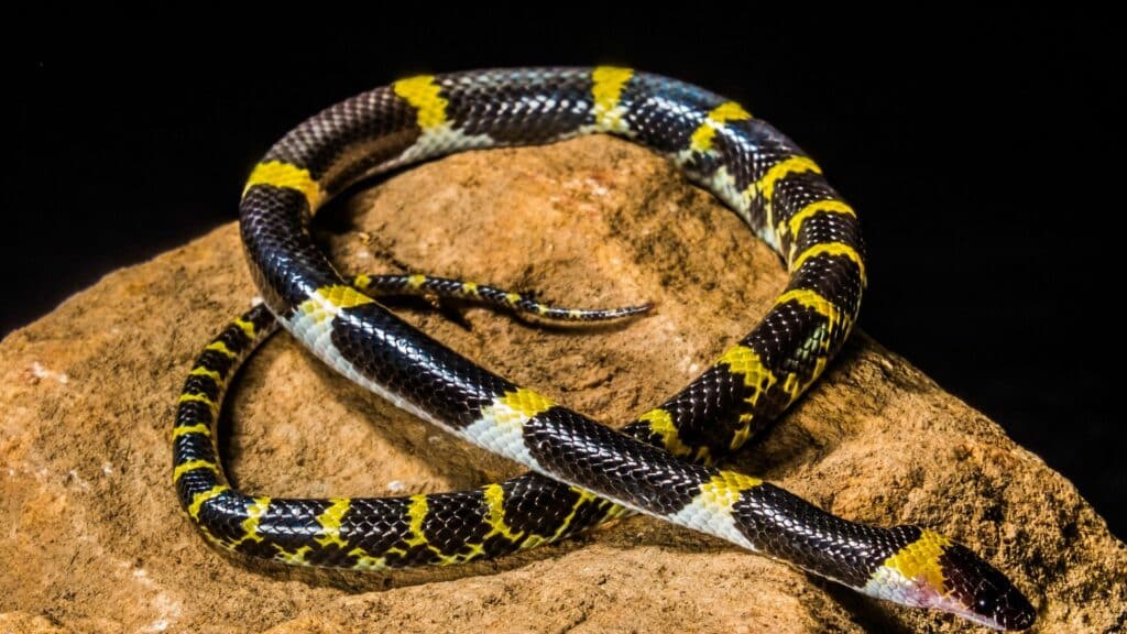 Imagem de uma cobra amarela e preta em cima de uma rocha