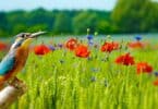 Imagem de um passarinho e um campo verde com flores vermelhas