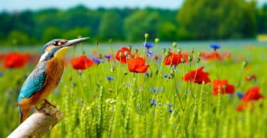 Imagem de um passarinho e um campo verde com flores vermelhas