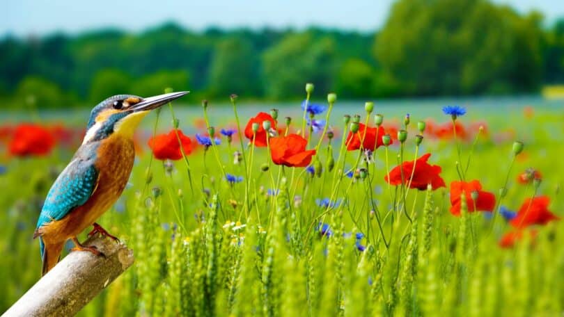 Imagem de um passarinho e um campo verde com flores vermelhas