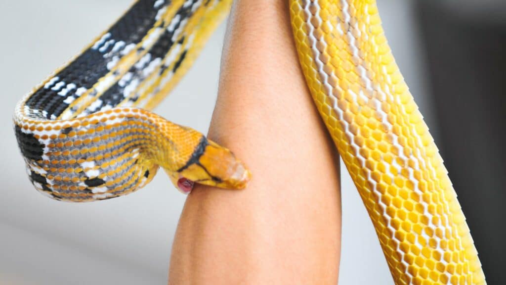Imagem de uma cobra amarela picando o braço de uma pessoa