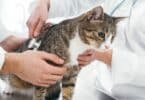 Imagem de dois veterinários com estetoscópio examinando um gato
